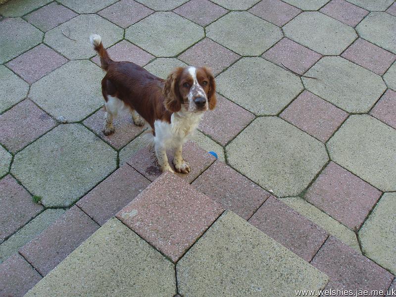 Ellie - 11.JPG